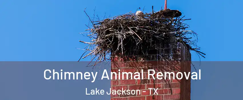 Chimney Animal Removal Lake Jackson - TX