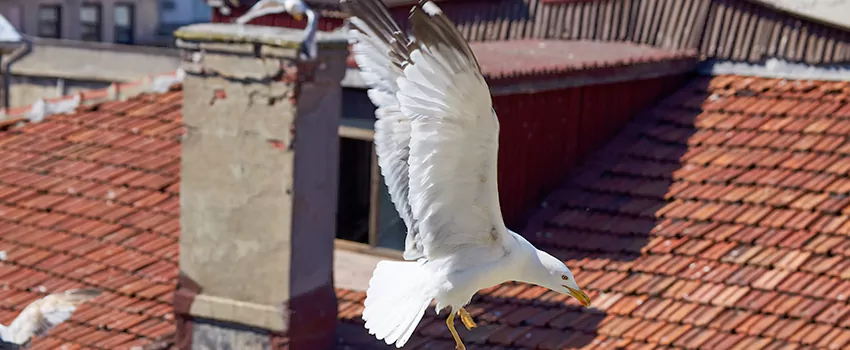 Residential Chimney Animal Removal Solution in Lake Jackson, TX