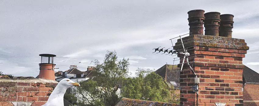 Chimney Cleaning And Restoration in Lake Jackson, Texas